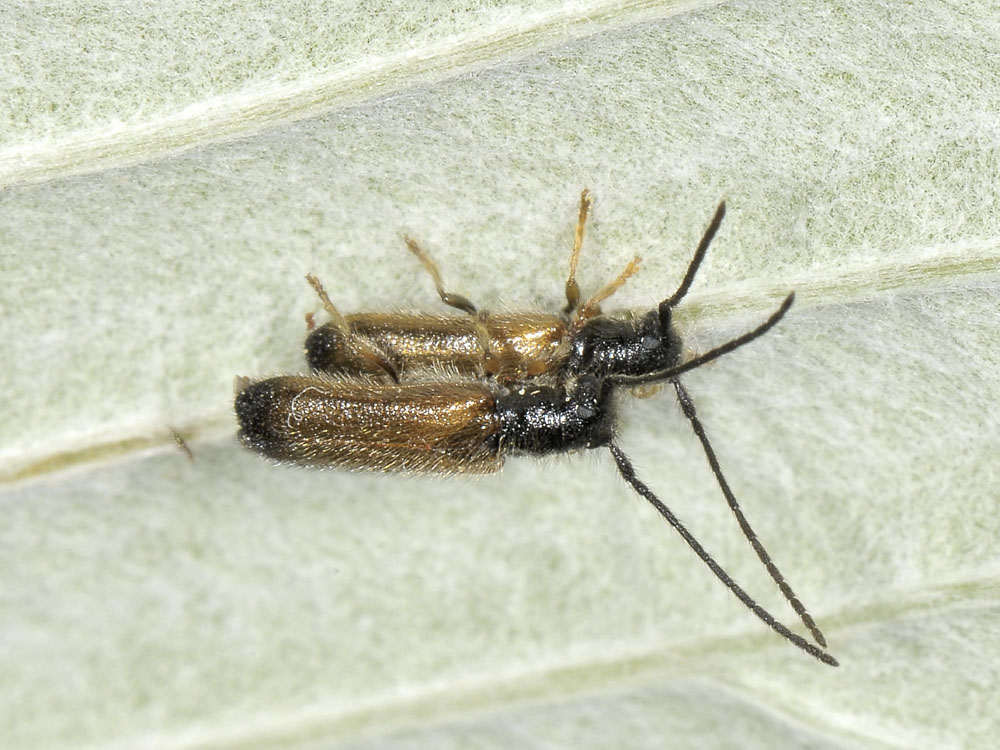 Tetrops praeustus praeustus - (Cerambycidae)